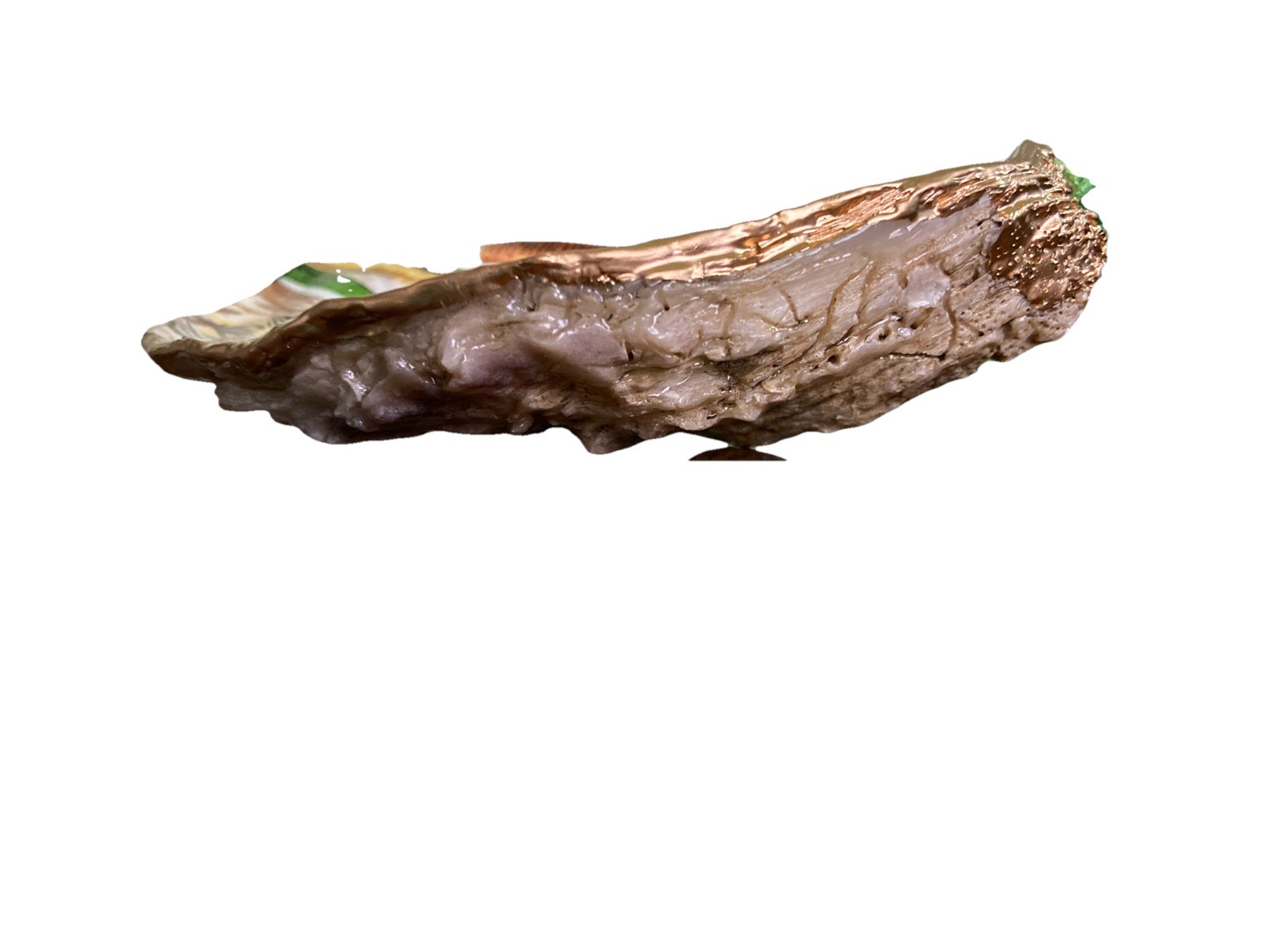 German Short haired Pointer On Oyster Shell Art Hanging Ornament