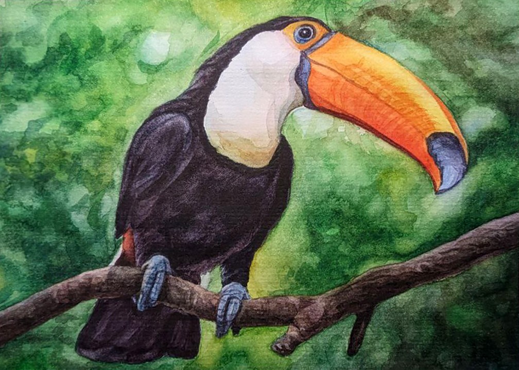 Toucan watercolor Original painting. Tropical exotic bird art Toco toucan lover