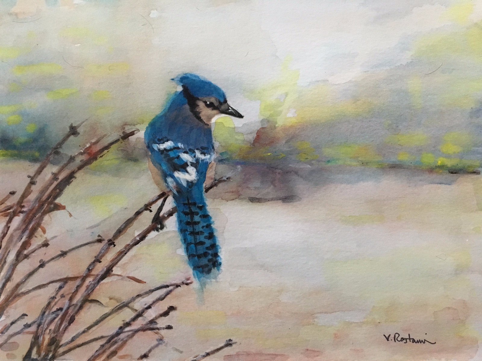 A-693 Original/Print Watercolor «Blue Jay» Gift Idea Birds landscape aceo fun