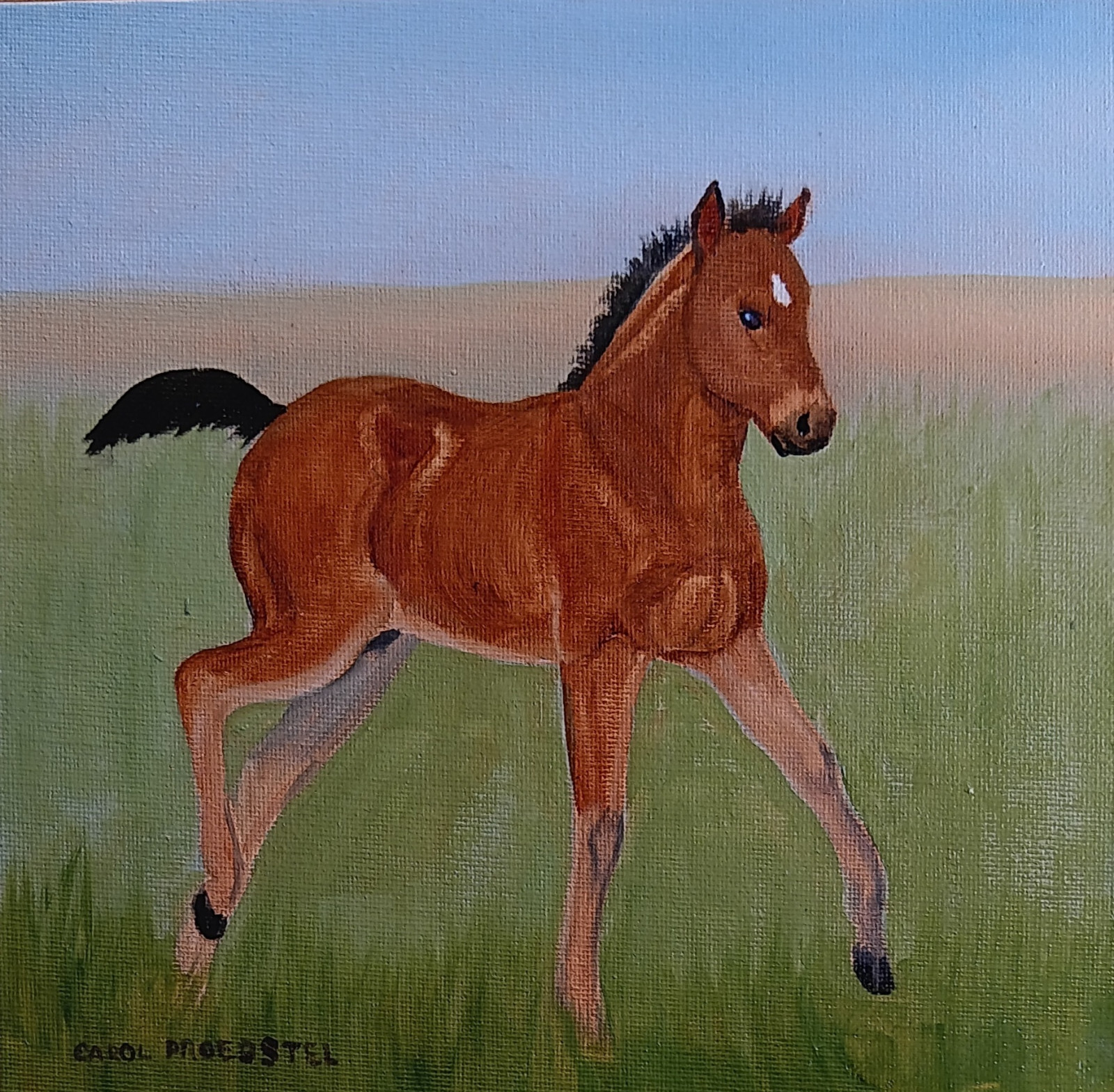 Original oil painting western colt foal horse Carol Proebstel