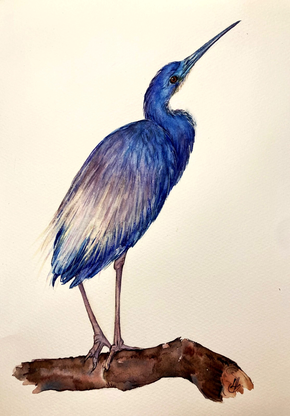 Tricolored Heron Watercolor Original Painting Bird Coastal Art