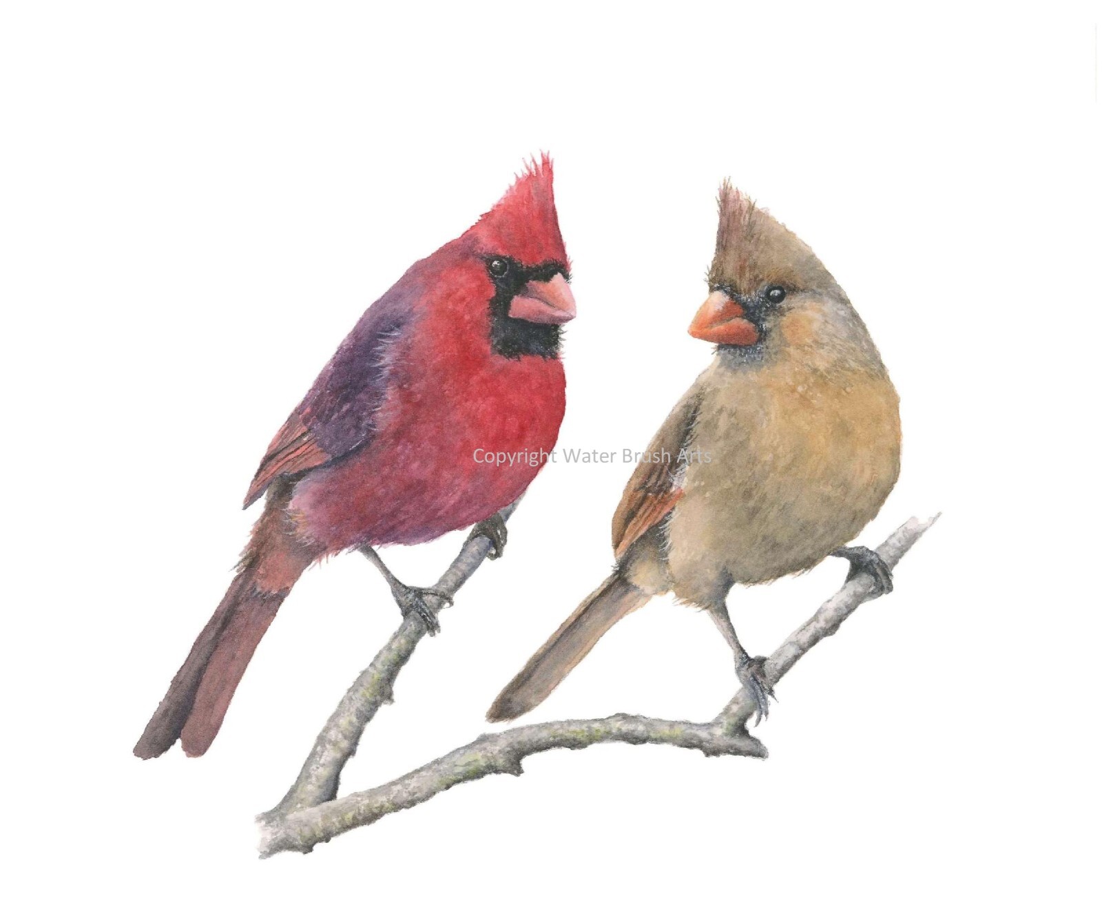 Cardinal Pair 8″x10″ Giclee Print of Hand-Painted Watercolor, Unframed