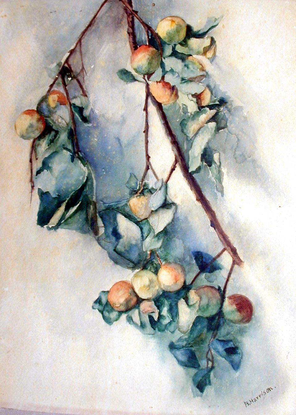 STILL LIFE SALE…. New York Watercolor BIRGE HARRISON ‘Fruit on Bough’ 18″x14″