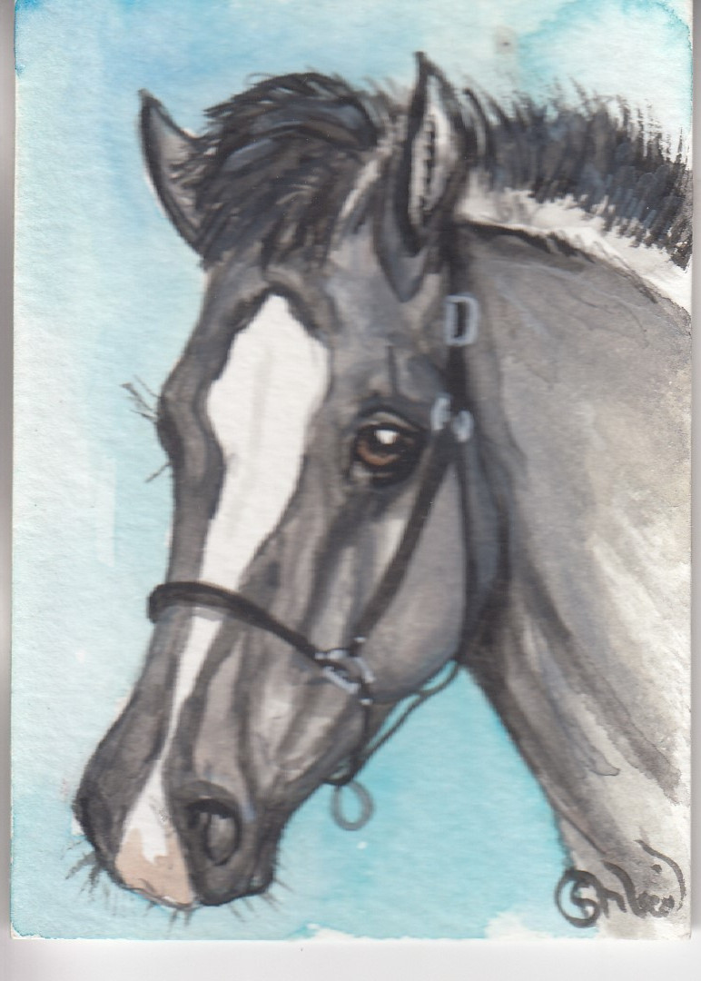 ACEO original Watercolor Art Card HORSE blk dun grulla Stock AQHA Colt in halter