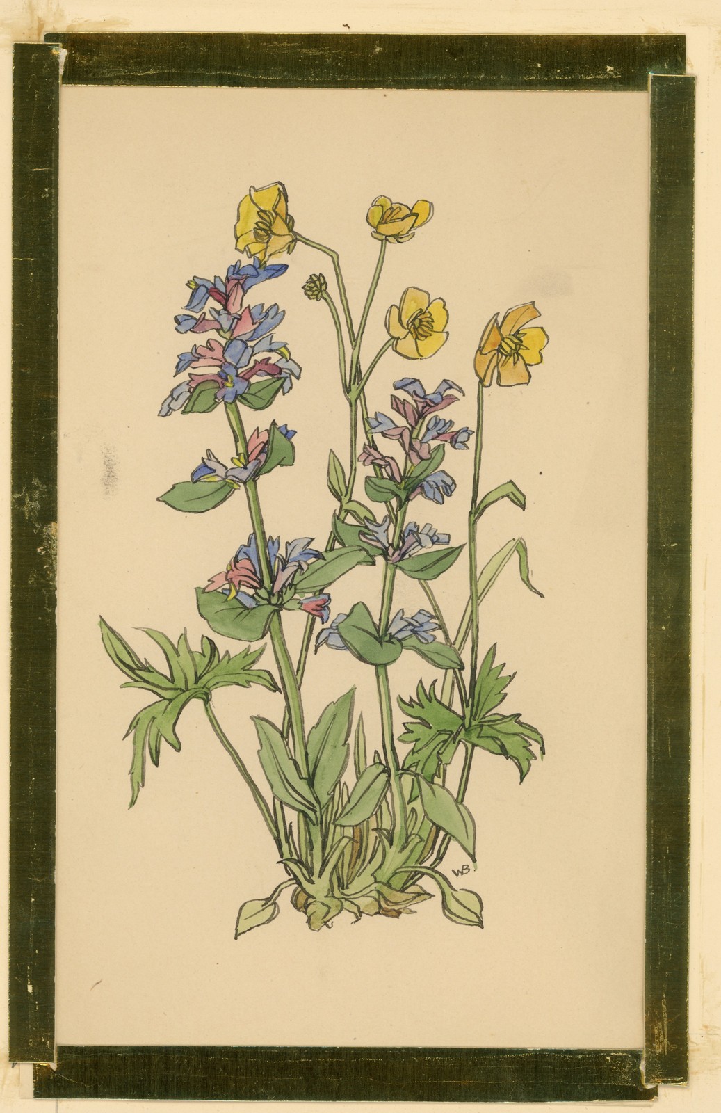 Brunella Yellow Meadow Flower Flower Plant Study Signed Watercolour Early 20th Century