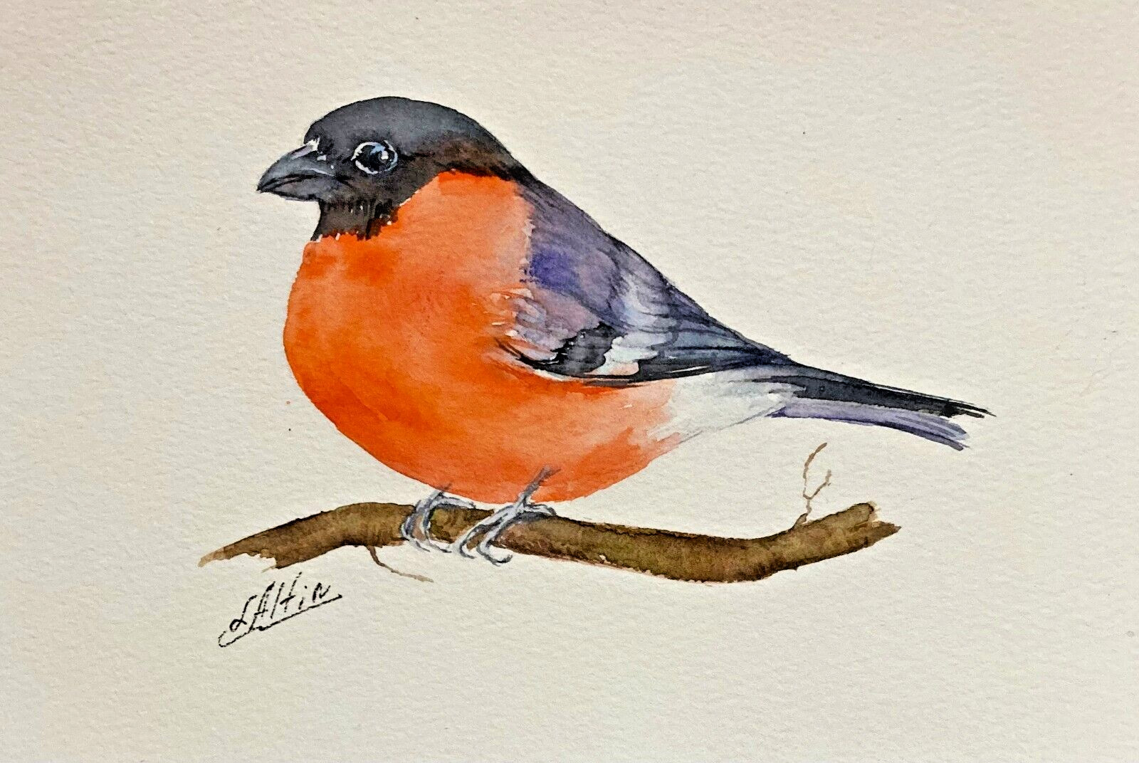 Bullfinch – Vibrant Songbird Original Watercolor Painting –Art by Liz Altin