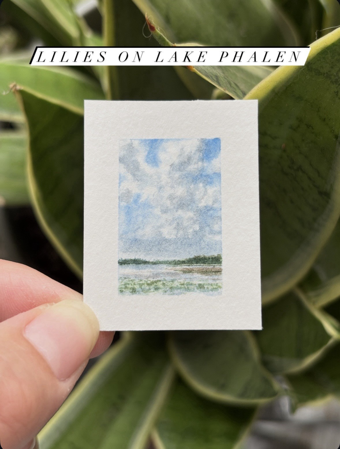 “Lilies on Lake Phalen” Miniature watercolor landscape painting original artwork