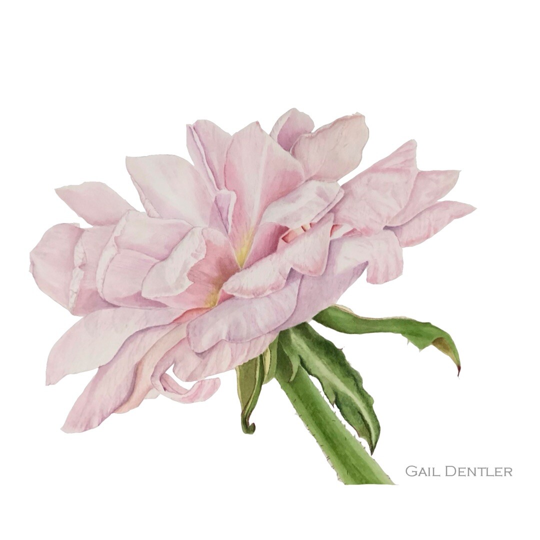Cecile Brunner -Sweetheart Rose Print