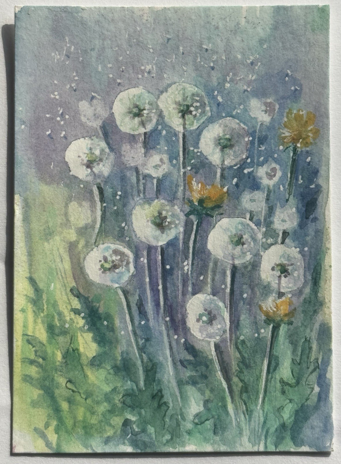 ACEO Original Painting Natalia Picugina Art Trading Card ATC Dandelions 2017