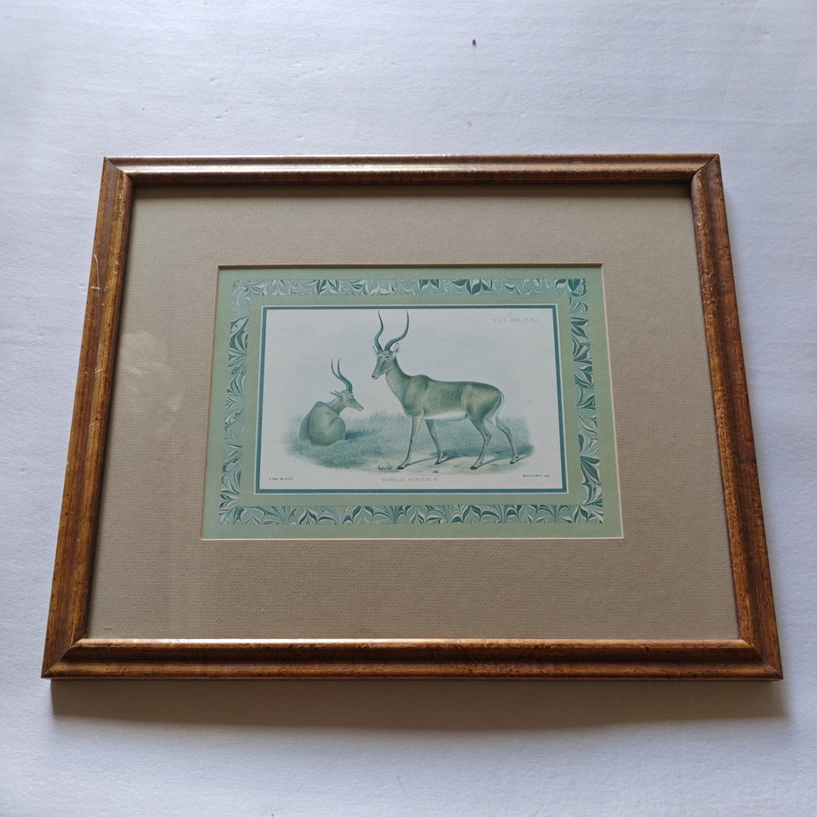 Soicher Marin Fine Art Framed Print Antelope Deer P-1608A