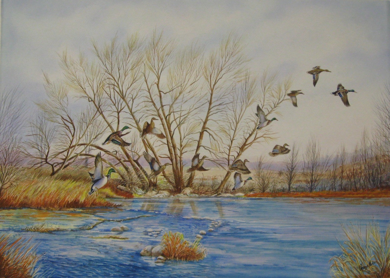 Vintage George Metz Watercolor «Mallards Taking Off»