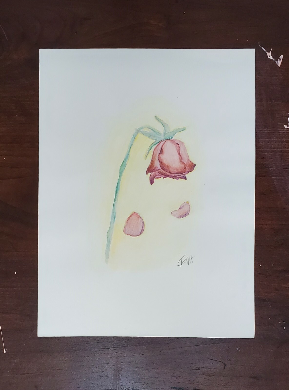 Dying Rose Drawing