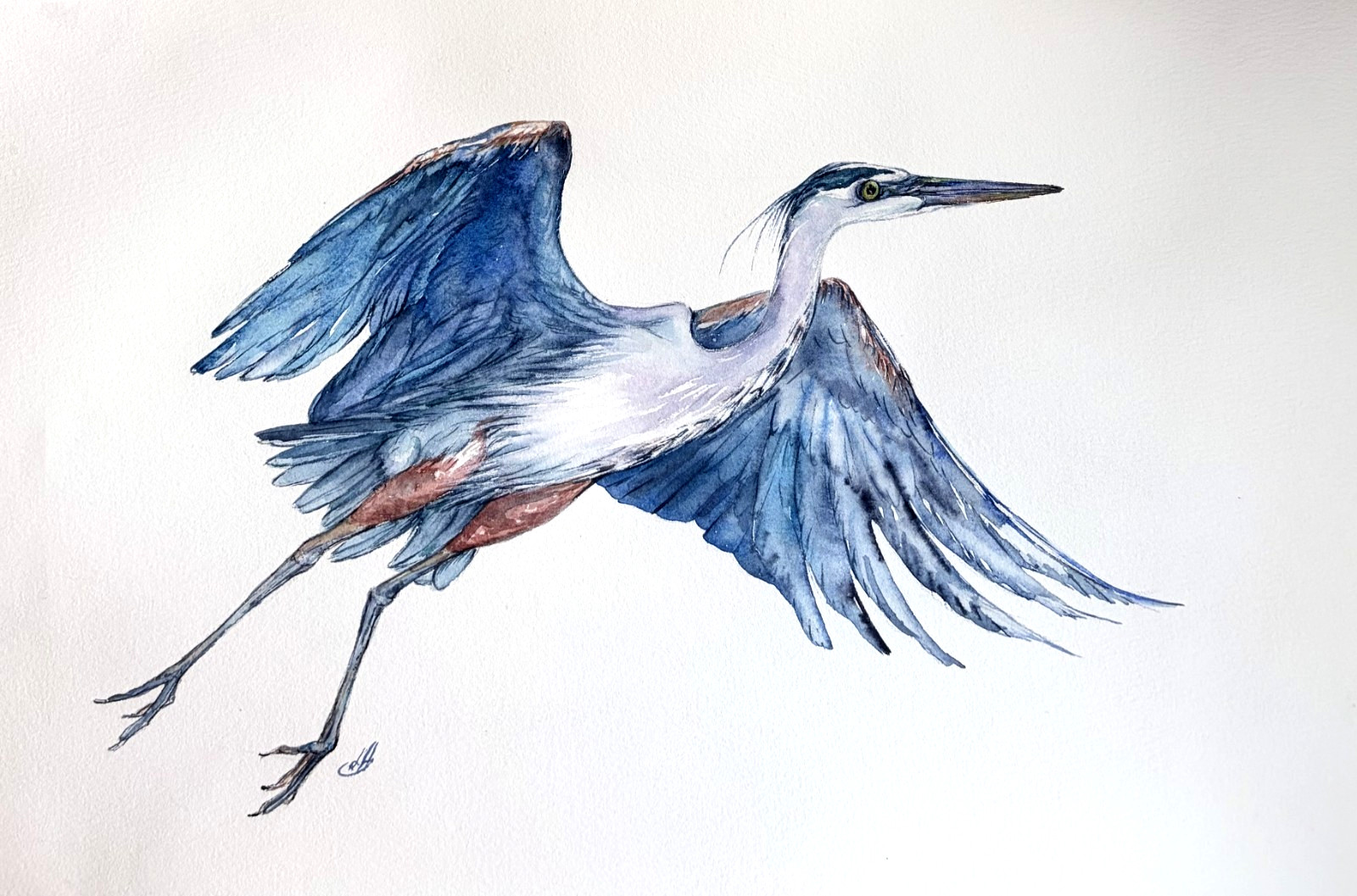 Original Flying Heron Watercolor Painting 10×14 Bird Wildlife Art