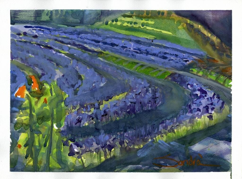 Lavender Fields : Sandra Watercolors™ California : ORIGINAL PAINTING
