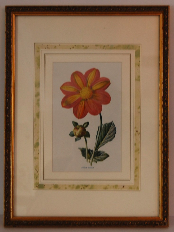 Vtg Botanical Garden Flower Print – Single Dahlia Familiar Garden Flower Hibberd