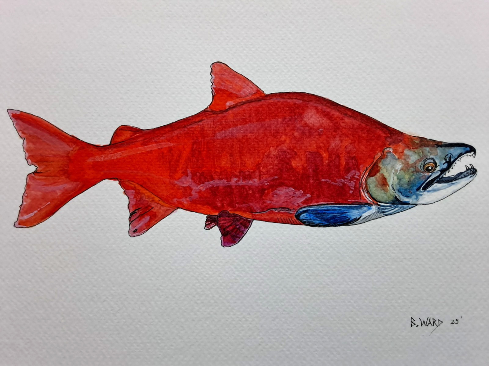 Sockeye Salmon Original watercolor 8″x10″ in 11″x14″ acid free Matt