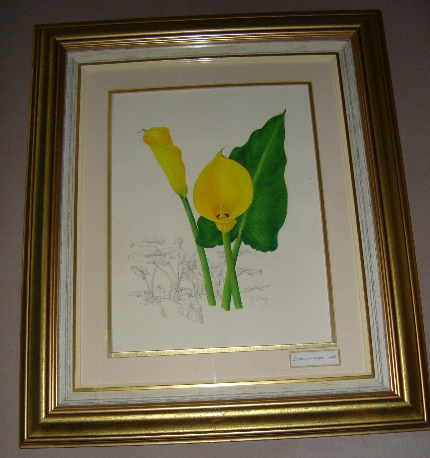 SA Botanical Watercolor painting Art work G Gillian Condy Zantedeschia Arum Lily