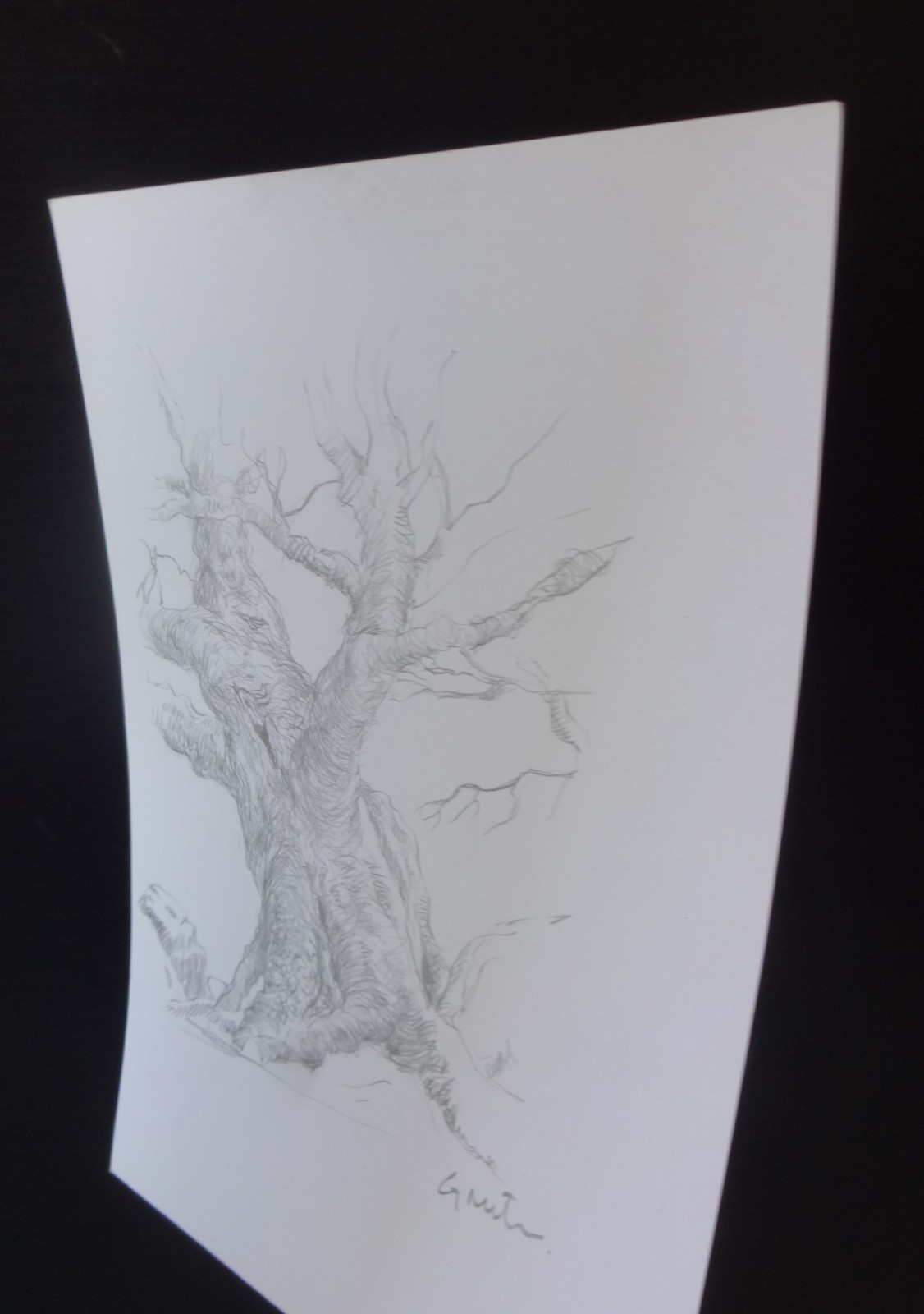 GERRY MILLER Original Drawing «Tree.» Graphite pencil on paper.15x21cm