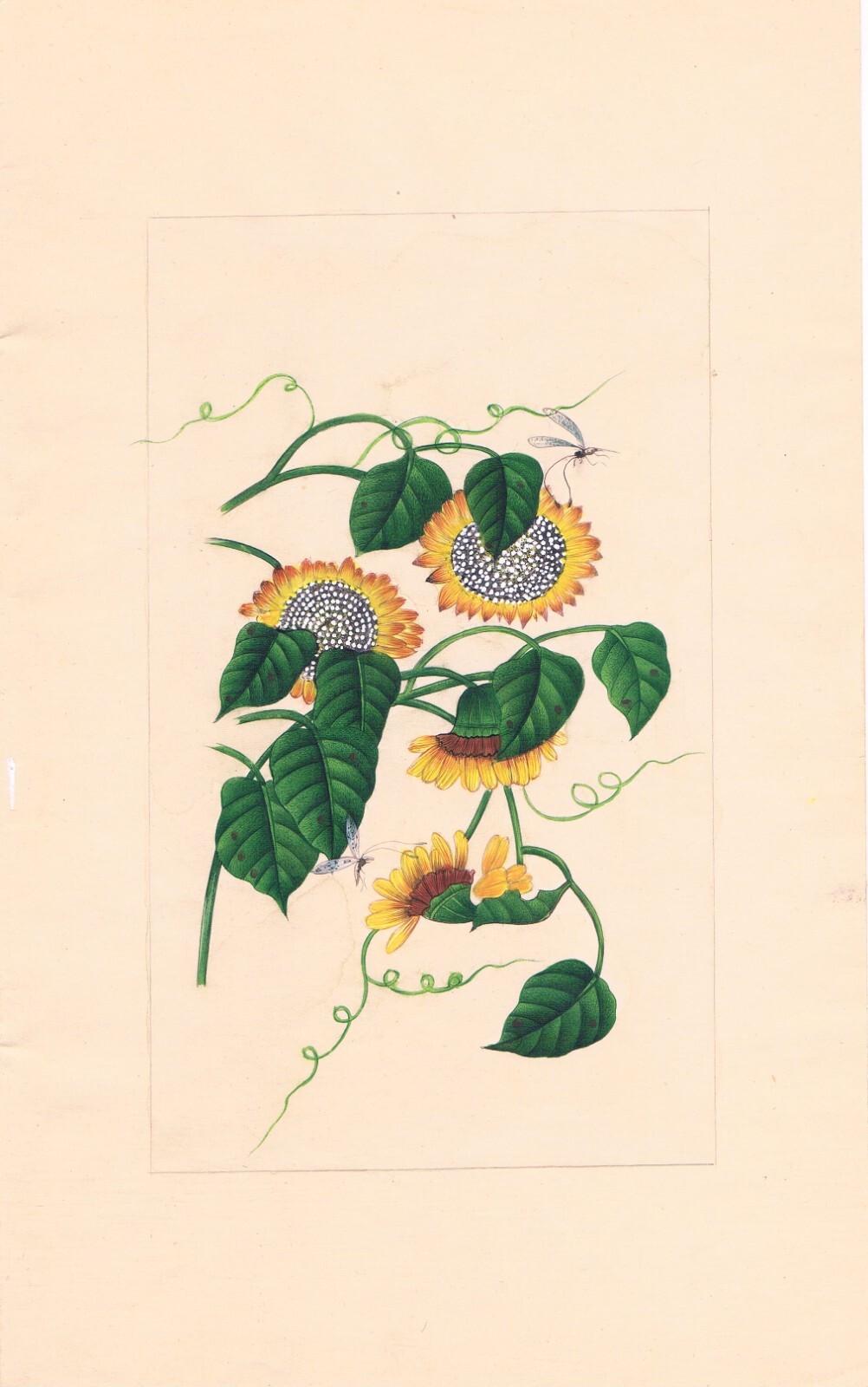 Hand Miniature Sun Floral Painting Of Lovely Flower Art On Paper 6.5×10.5 Inches