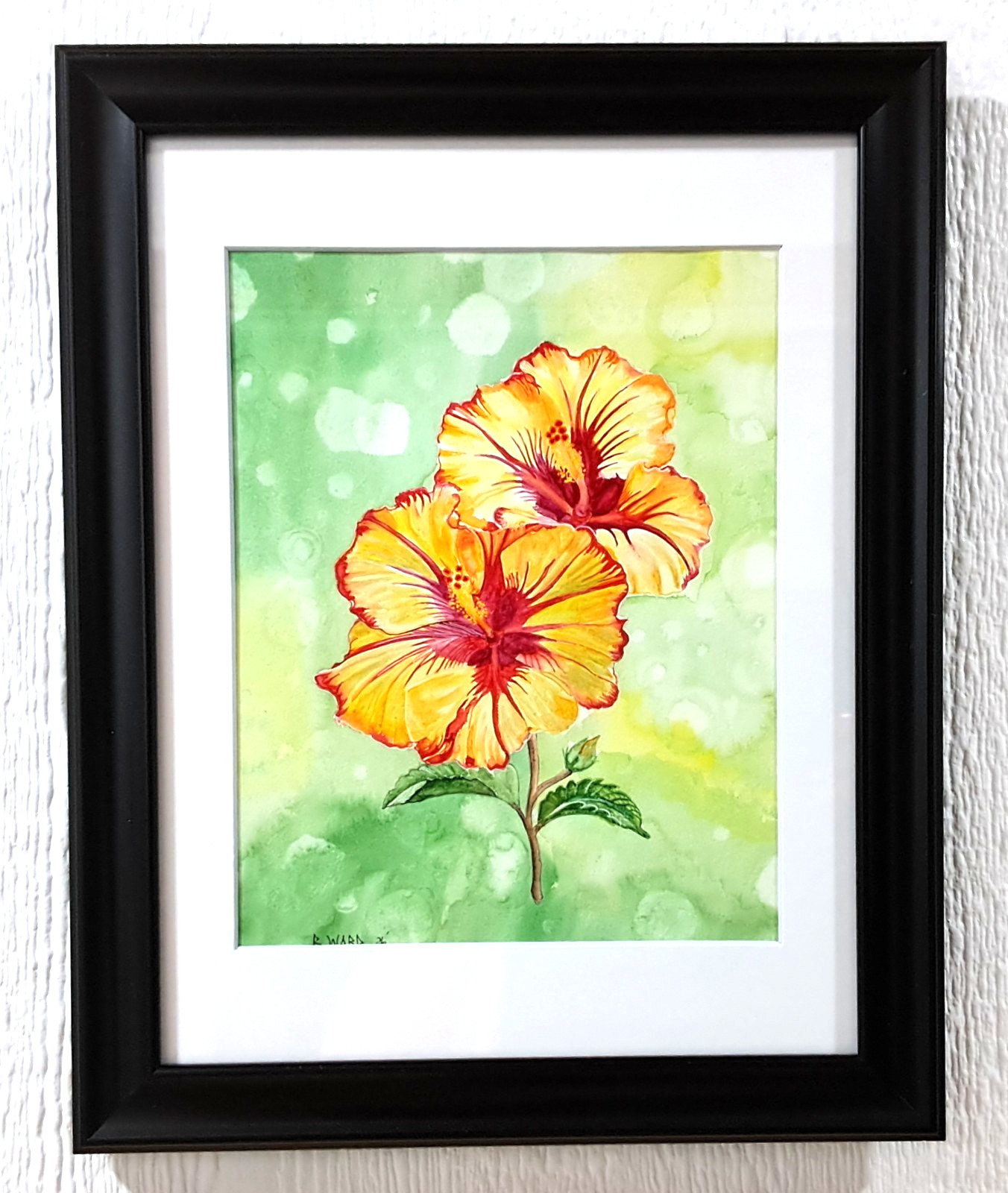 Hibiscus Rosa-sinensis watercolor 10″x8″ in 13″x10″ matt & black wooden frame