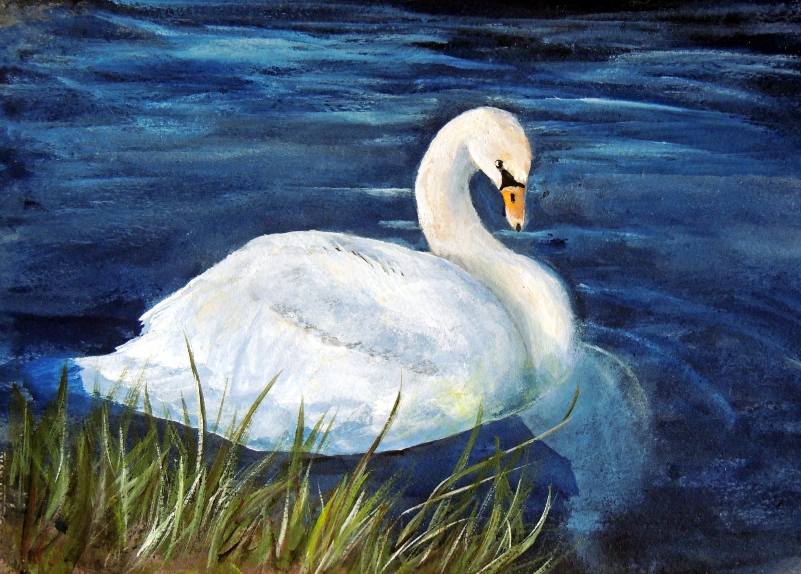 Swan swimming in lake 8×10 print on linen card stock