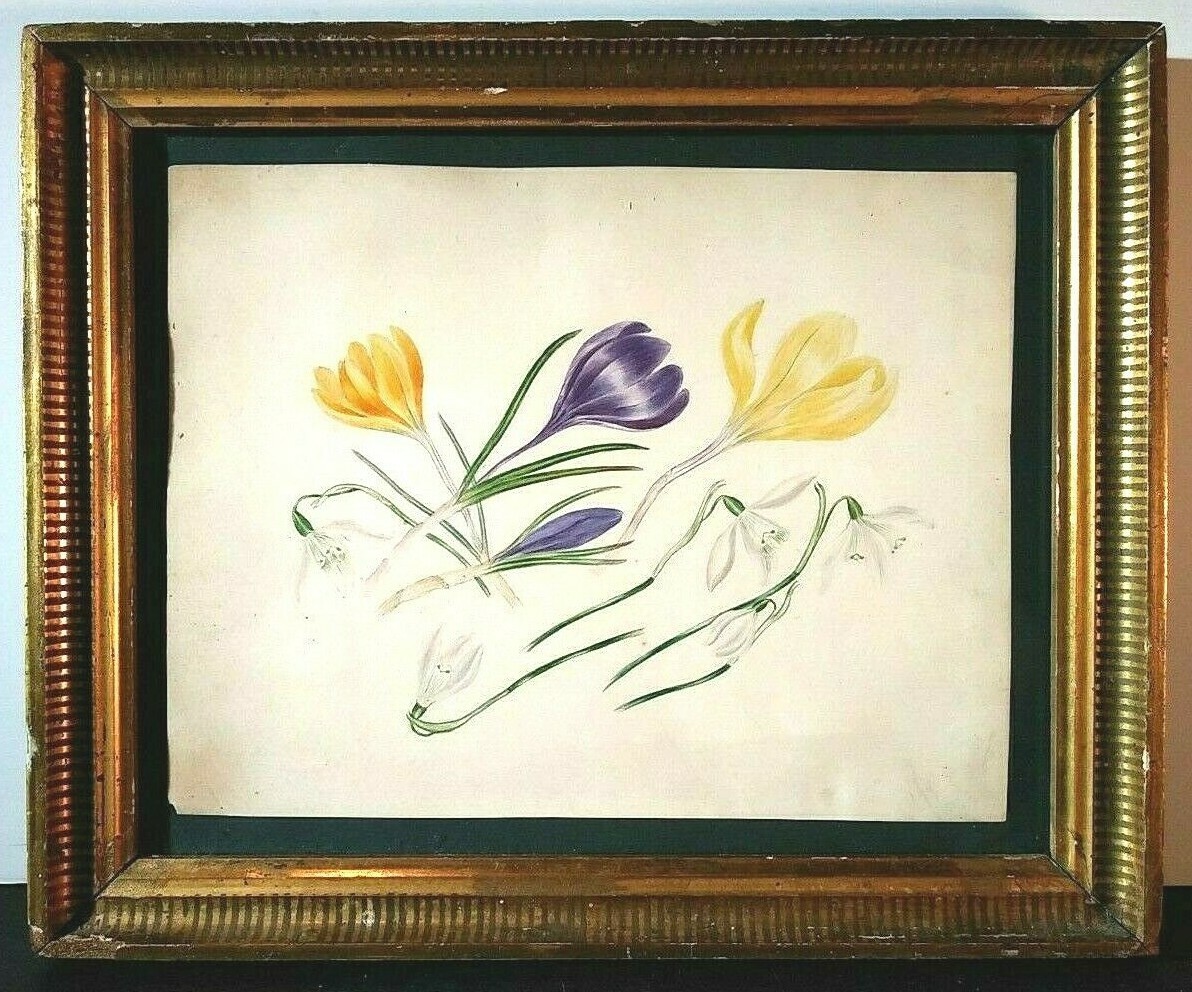 ANTIQUE BOTANICALS LOT of 3 HAND COLORED? ORIGINAL LITHOGRAPHS GOLD FRAMED