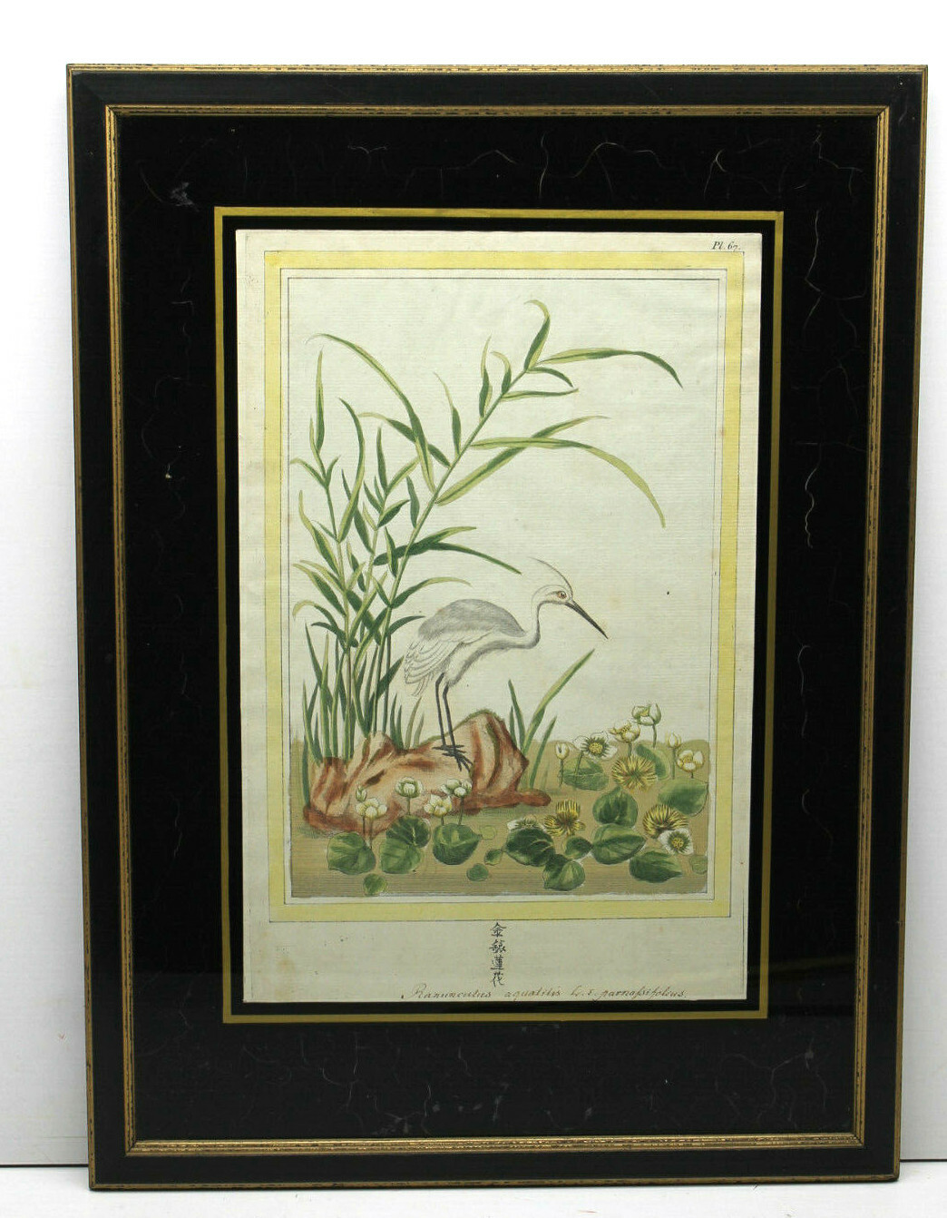 Note on Reverse:1749 Antique Possible Japanese Stork Ramunculus Aquatis Plate 67