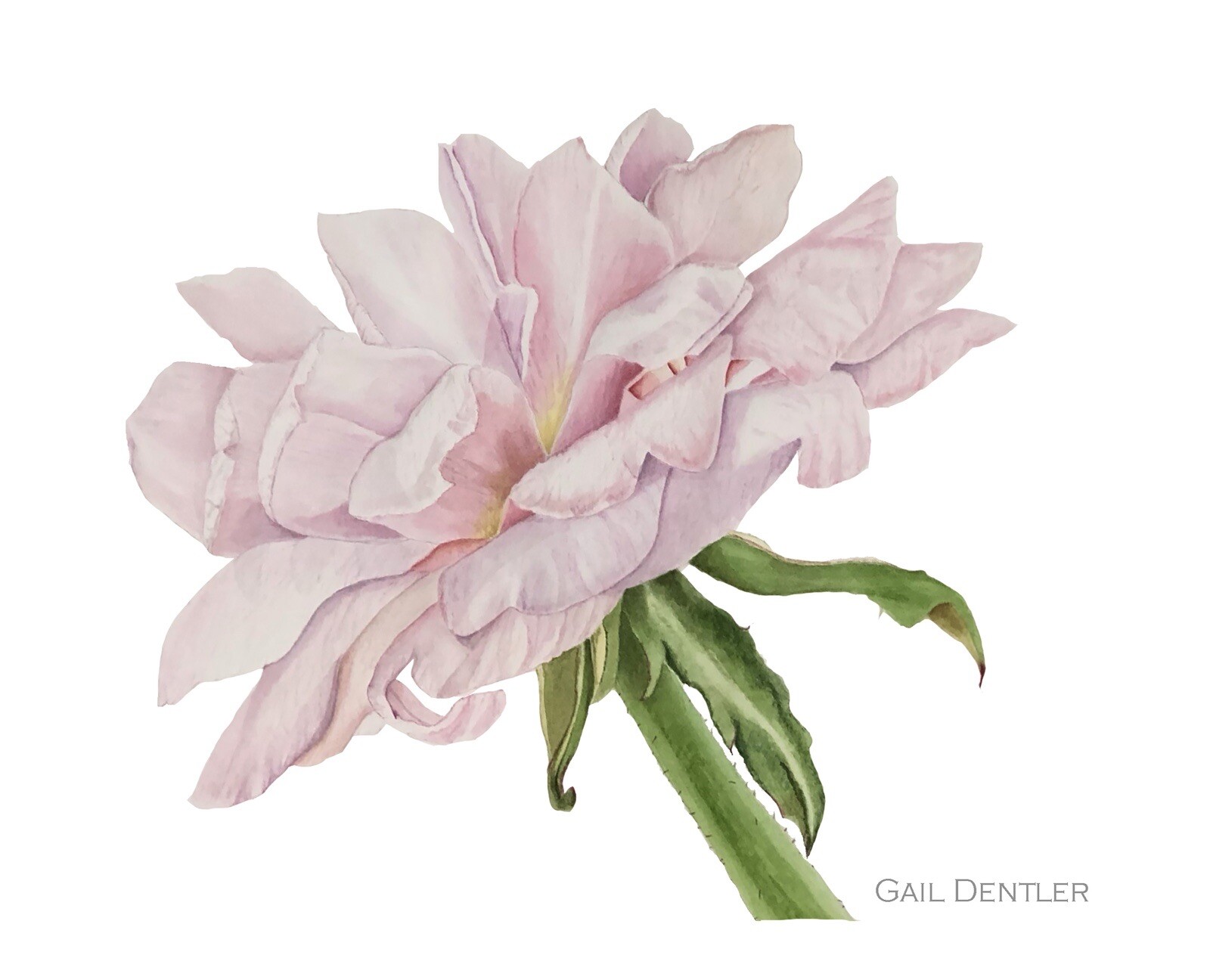 Cottage Garden Art Prints