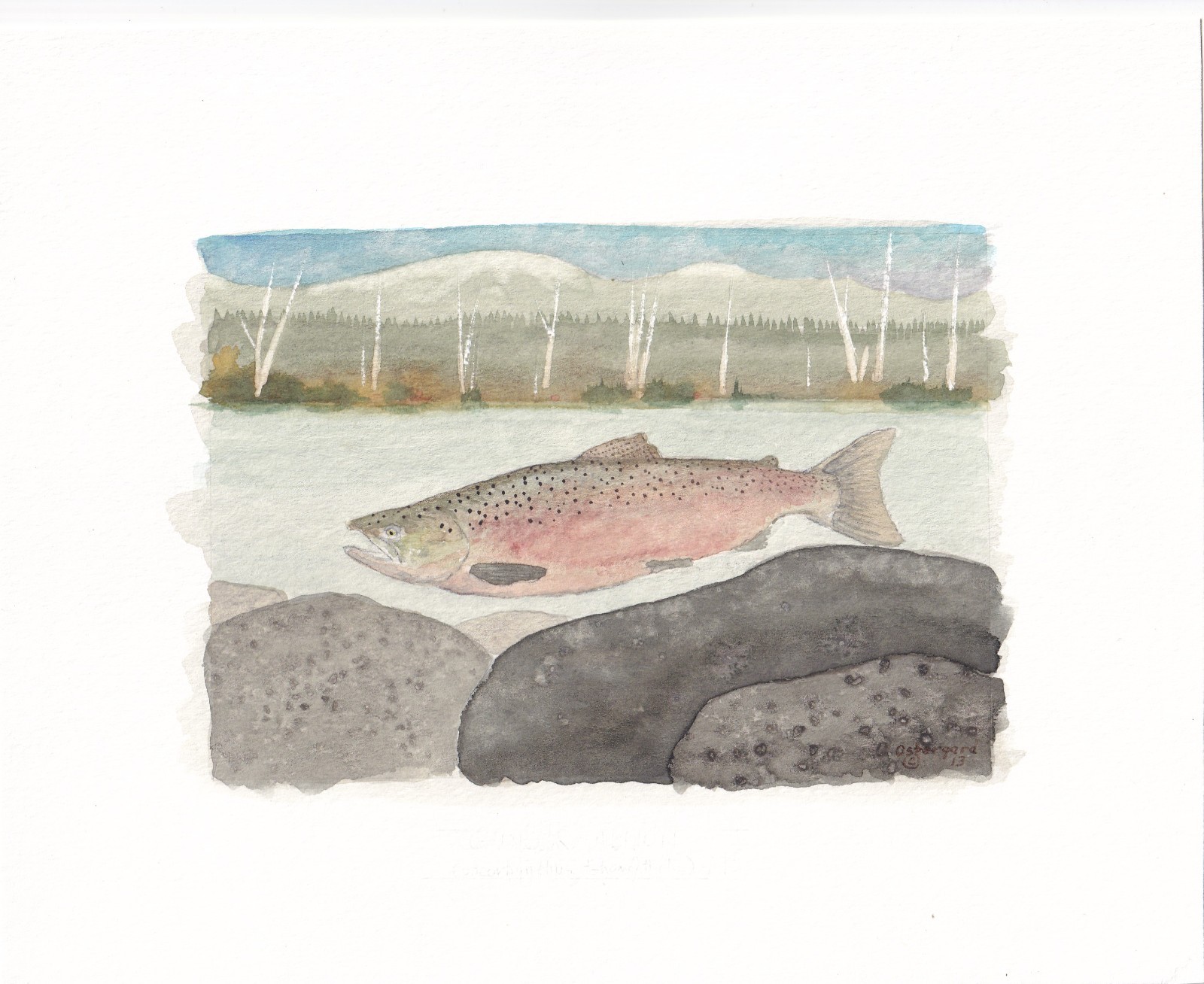 Chinook Salmon original watercolor 5″x7″ unframed, fishing, wall decor, nice!