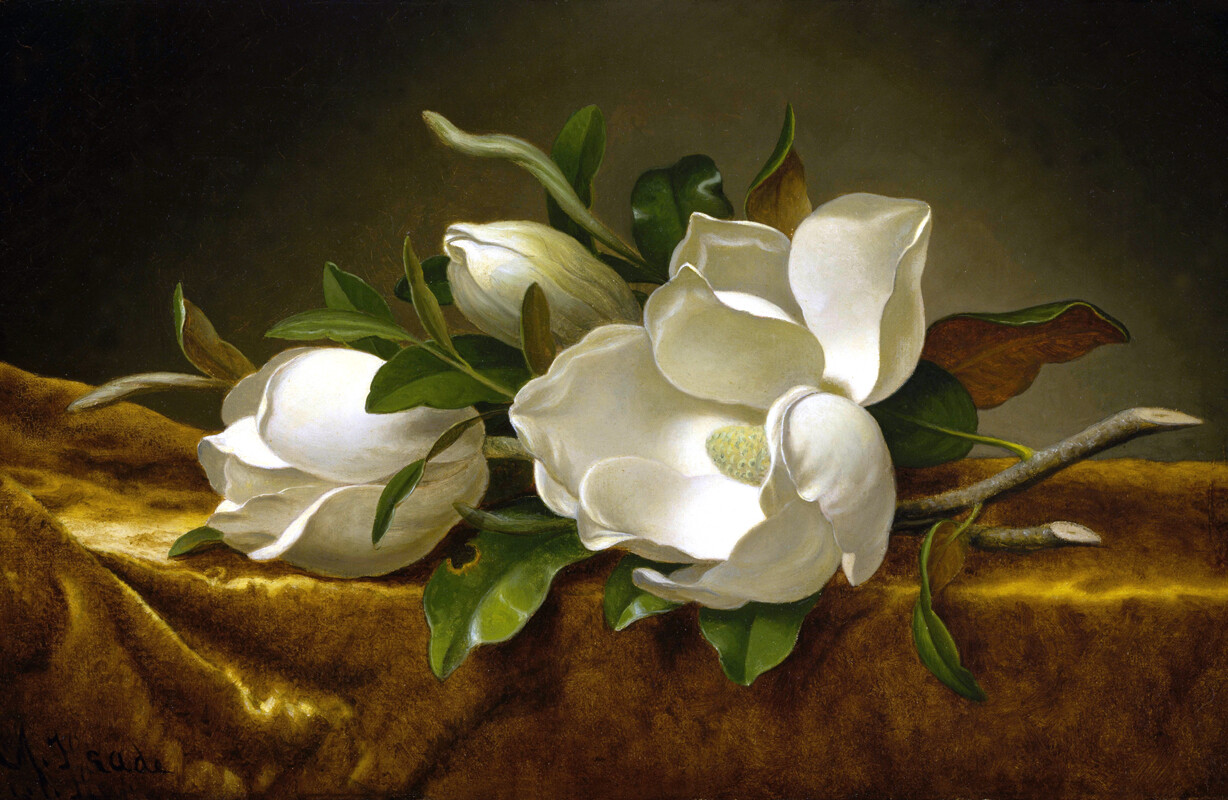 Art Still life white Magnolias Oil painting Art HD Giclee Printed on canvas