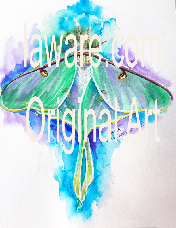 Best Original Art Luna Moth Signed Diane Laware