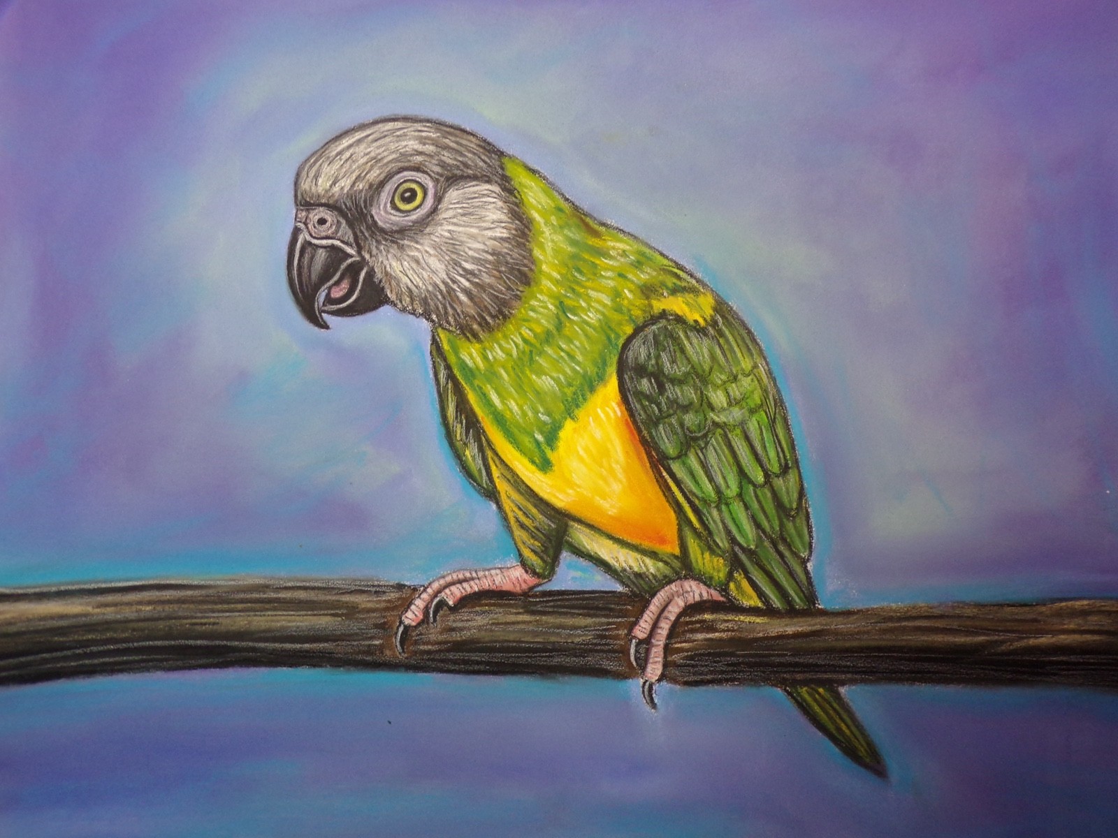 Senegal Parrot Original Painting