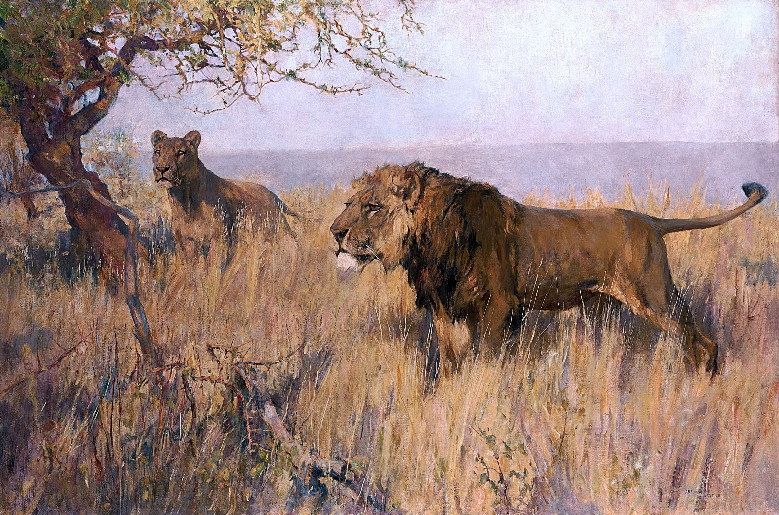 Arthur Wardle Lion and Lioness Reproduction – Giclee Canvas/Paper/Stretched