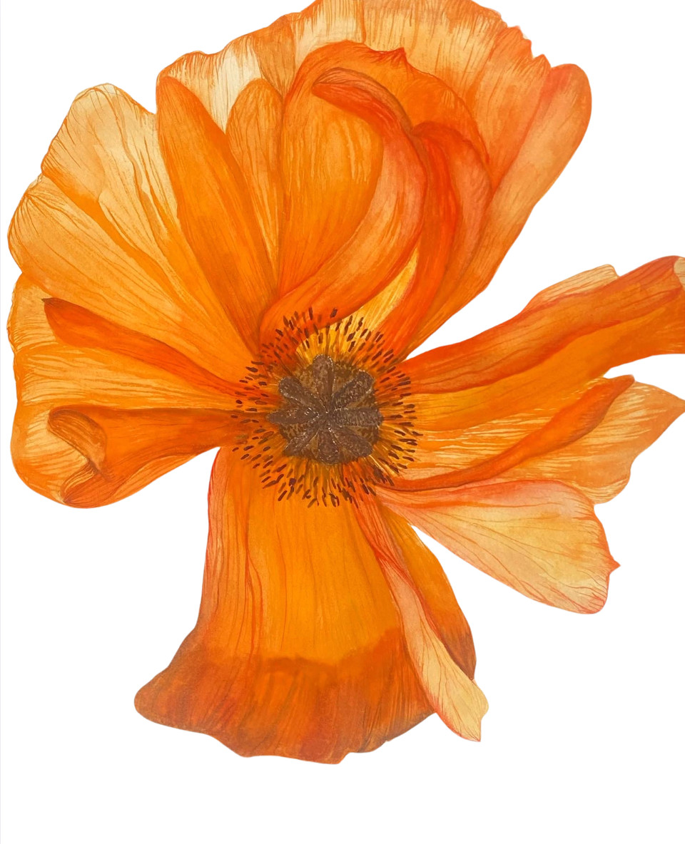 ACEO Edition – Print. Sawyer Crane Flower Orange Poppy Floral Paonia Wildflower