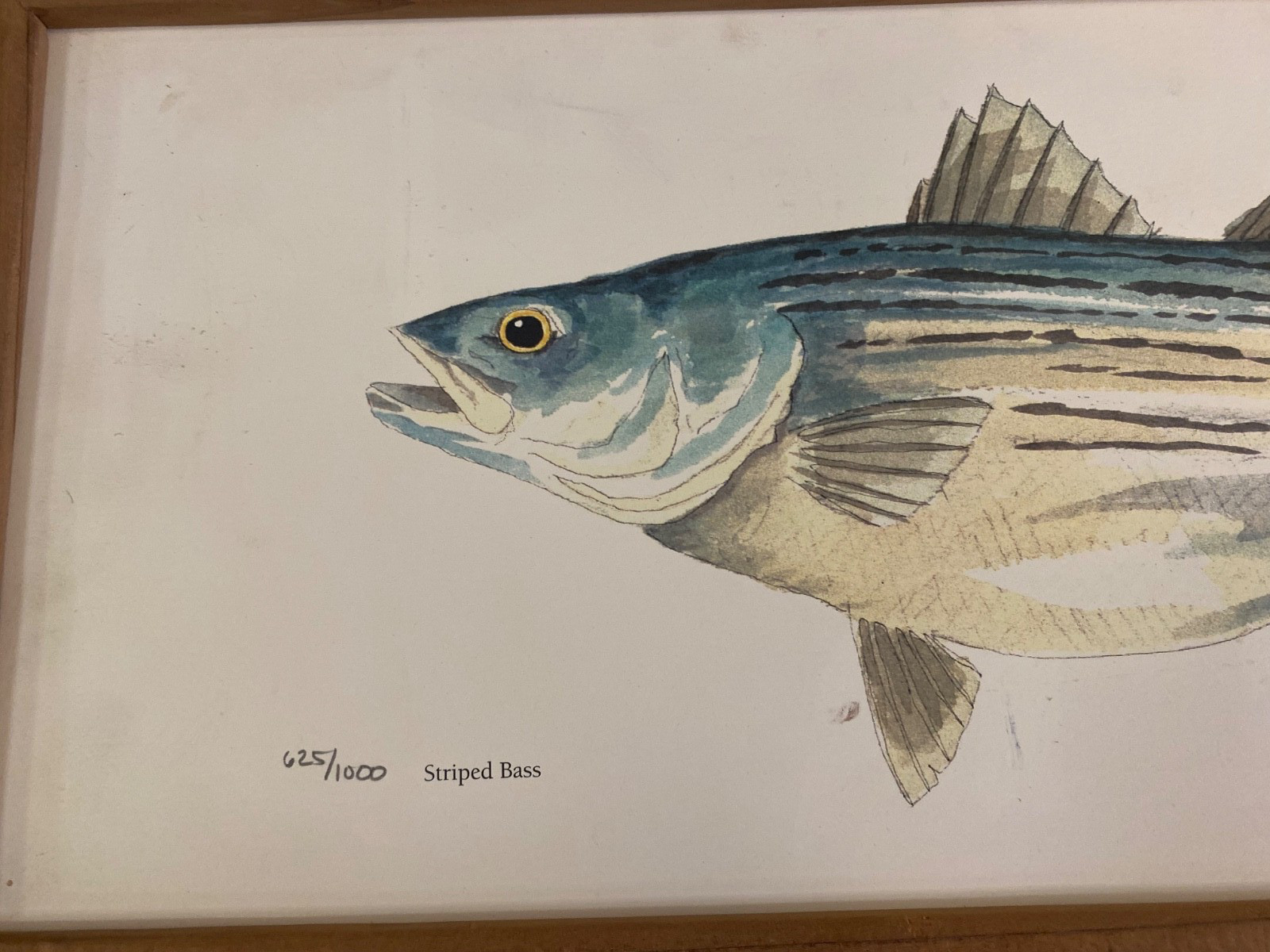 Striped Bass Original Painting Limited 625/1000 Framed Watercolor Signed