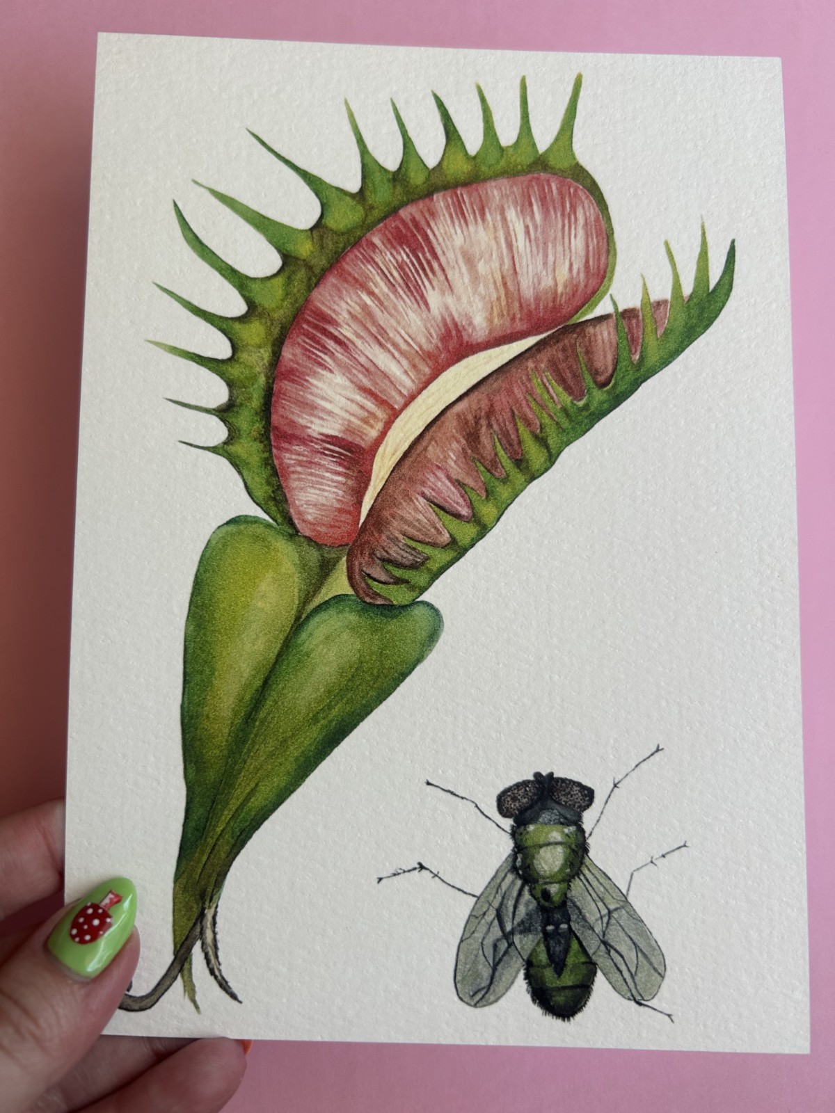 Art Print Sawyer Crane 5 x 7 Venus Flytrap Nature Watercolor Painting
