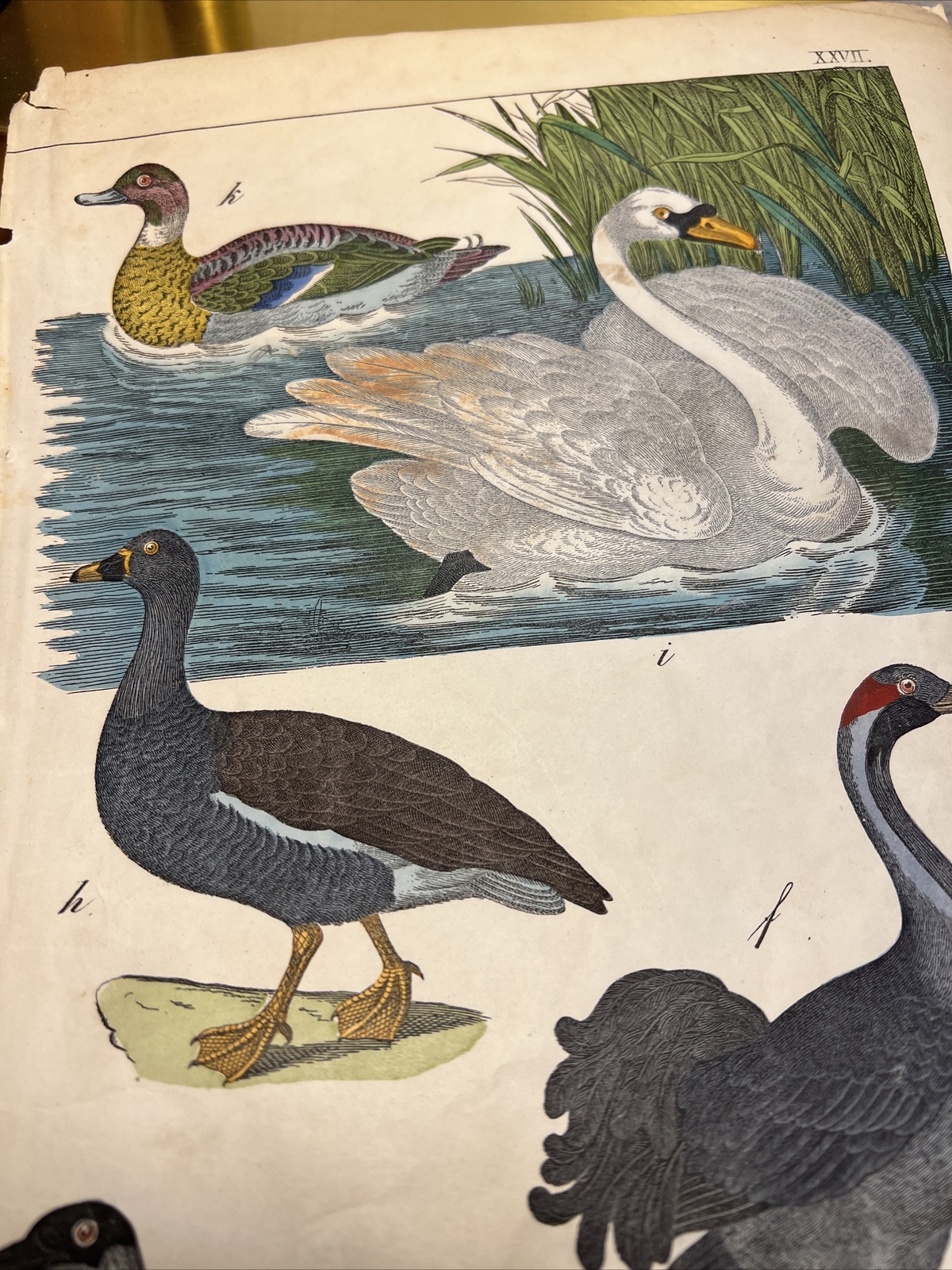 Duck Swan Medusa Antique Lithograph 1858 Plant Book Hand Coloured Picture Retro