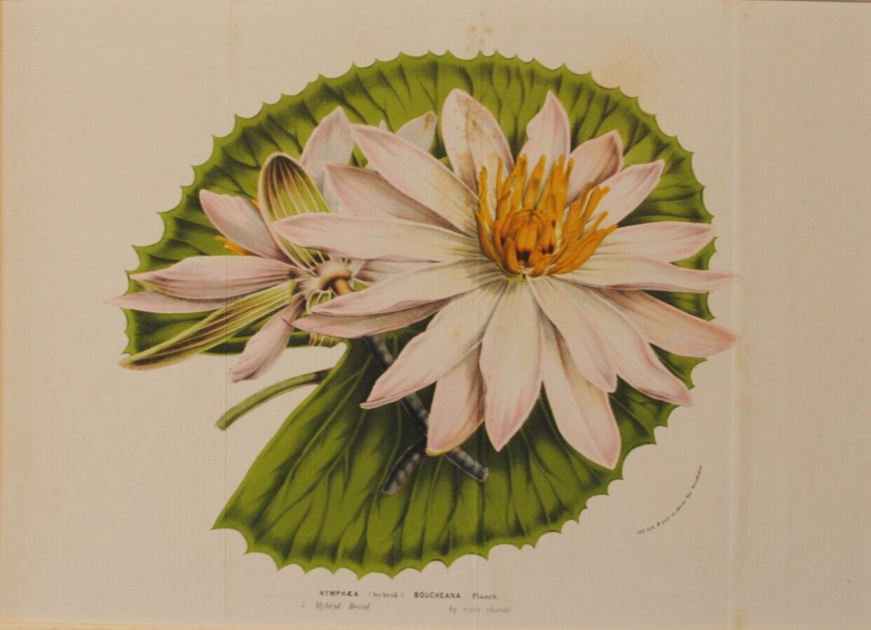 «White Water Lillies» Antique lithograph print, Matted, Unframed etching