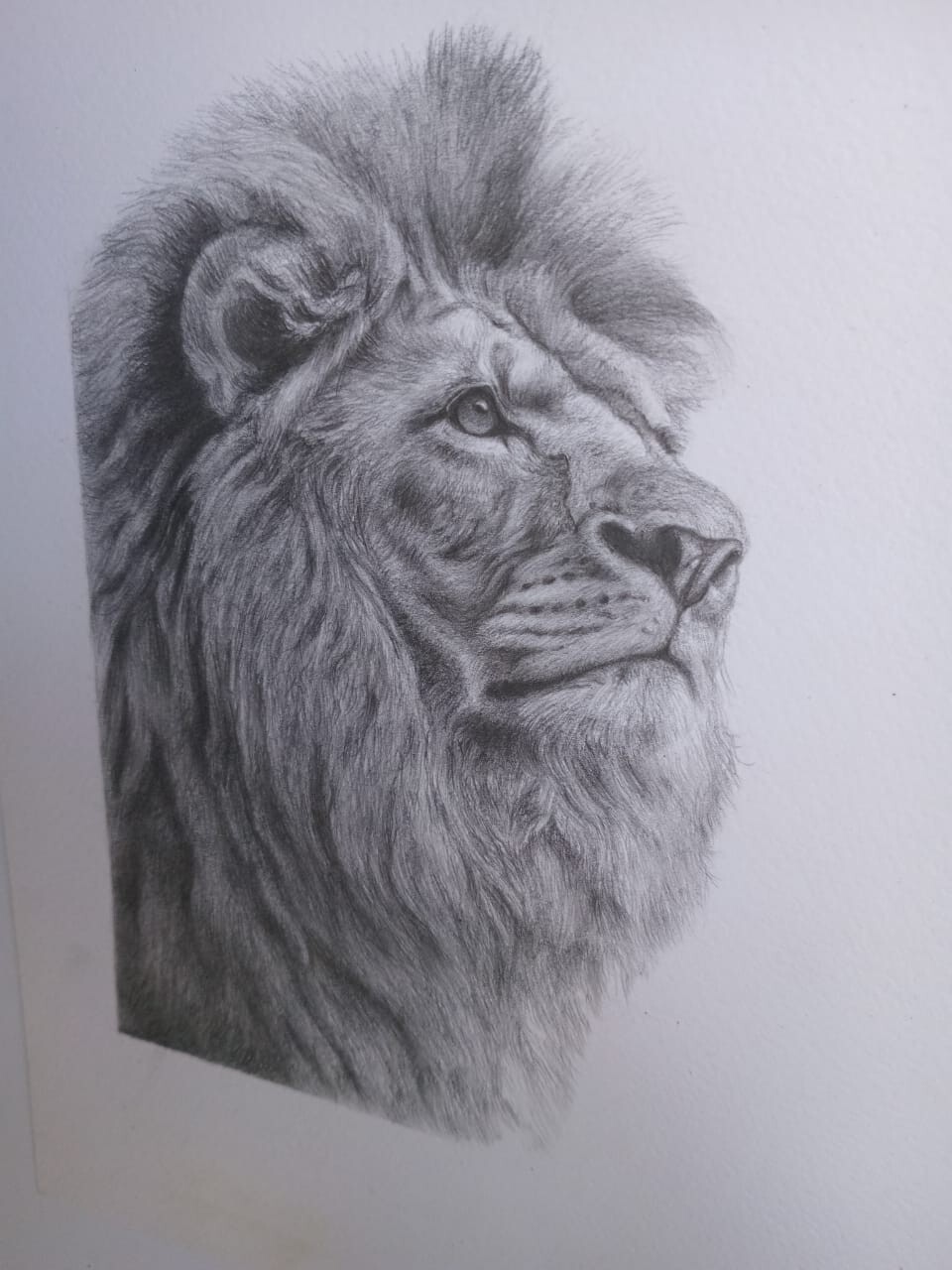 Majesty in Graphite – Hand-Made Lion Portrait ~ 8.3″ x 11.7″ UNFRAMED