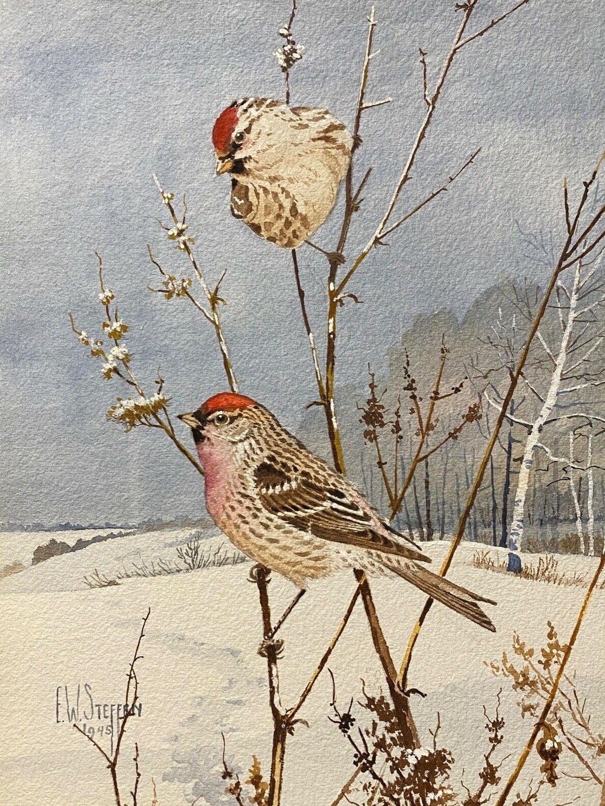 Vint Orig Bird Art Painting Common Redpoll Pair by Earnest Steffen, Signed, 1945