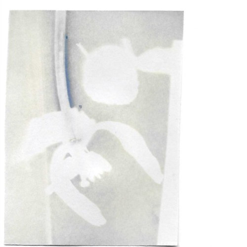 Loves Me Loves Me Not ACEO Original Art Trading Card 2.5×3.5 | Faded Cyanotype