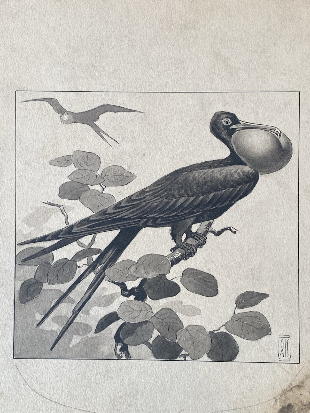 George Ring Original Illustration “The Frigate Bird” Hidden Harbor c.1910