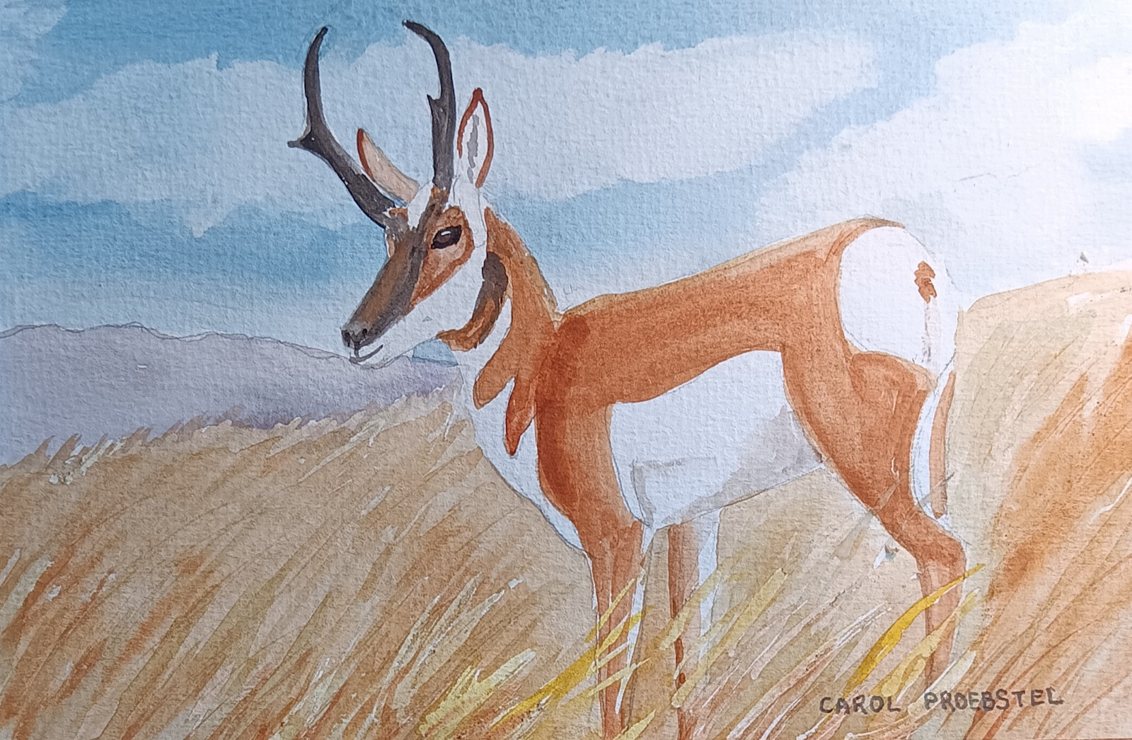 Pronghorn antelope buck wildlife original watercolor painting Carol Proebstel