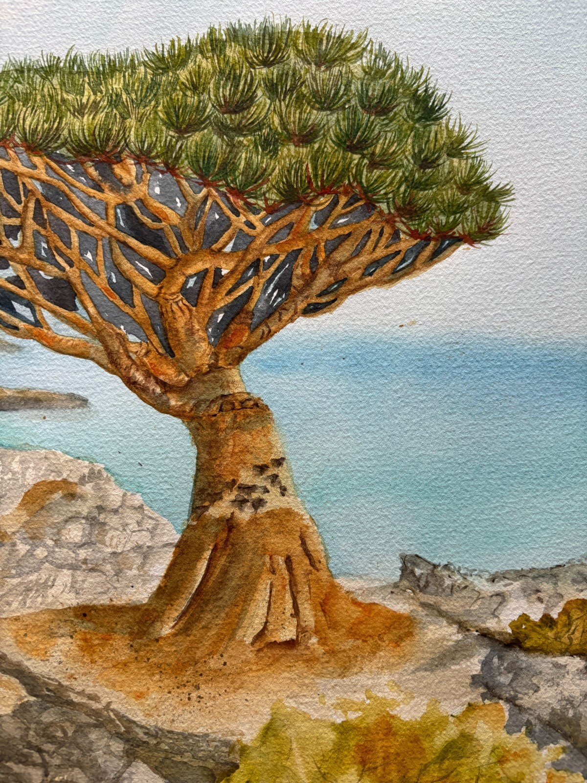 Dragon Tree Original Watercolor Paintin Sukotra Art Home Decor 12*16