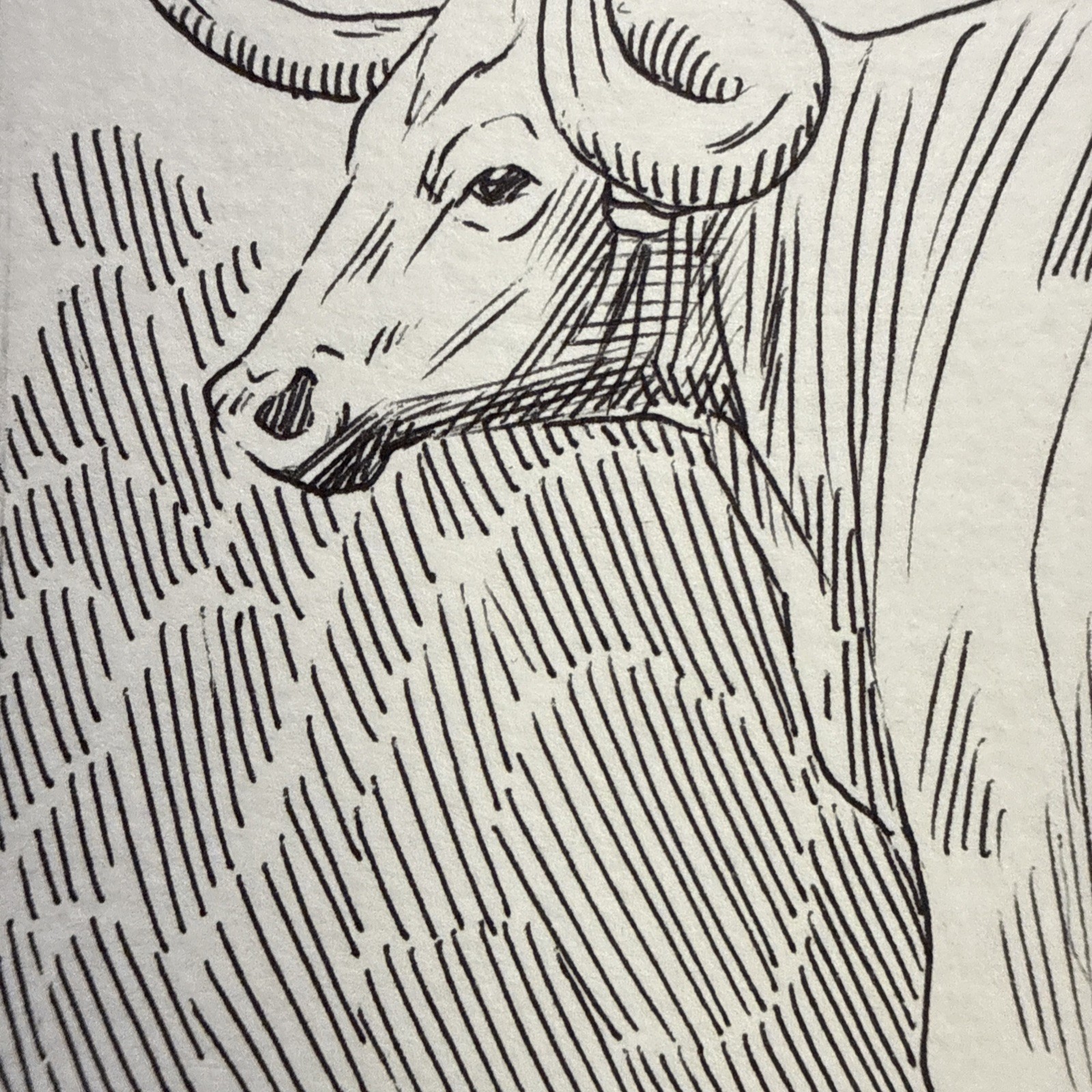 Hand Drawn Steer Aceo OOAK Original Signed by The Artist