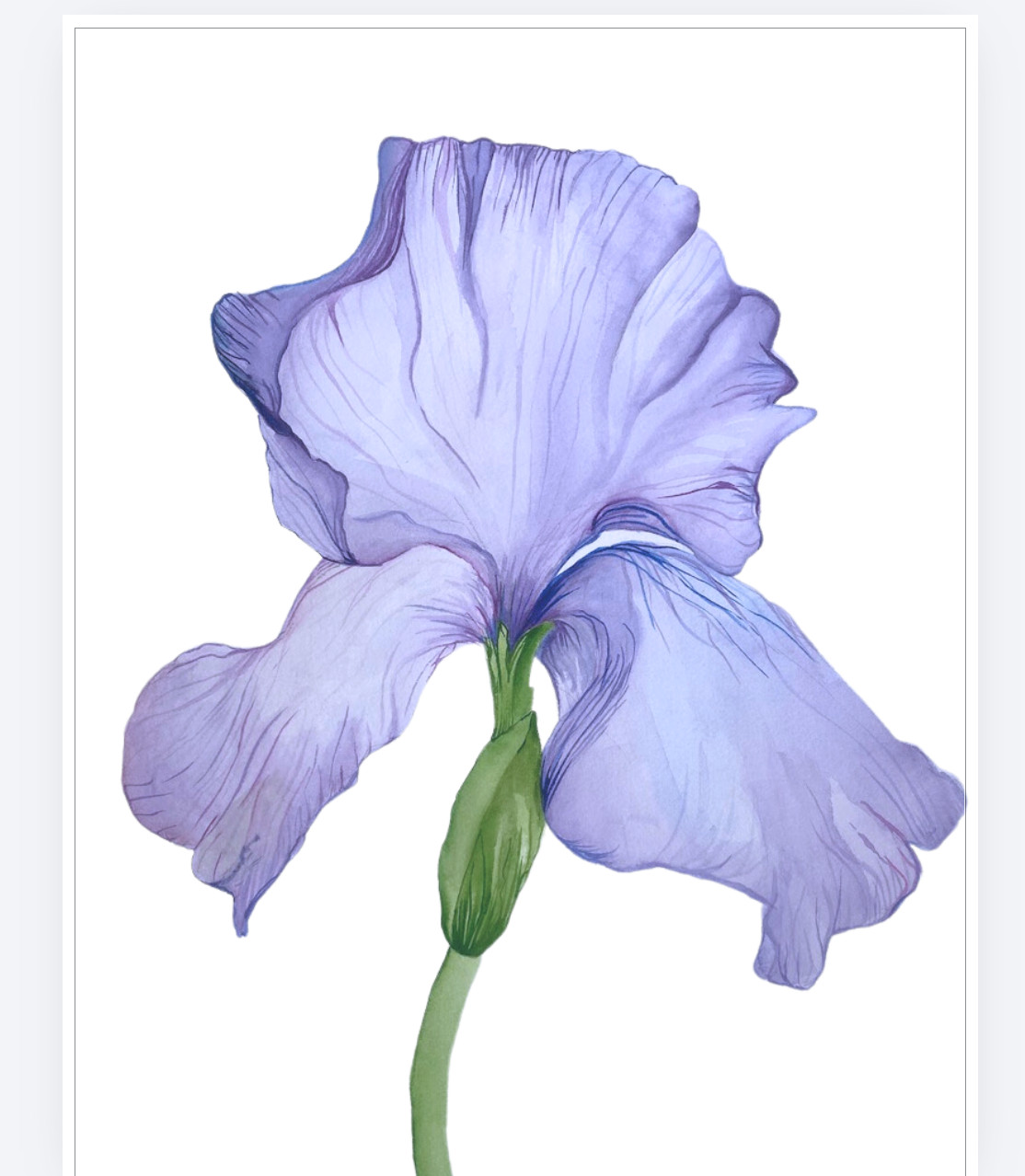 ACEO Edition – Print. Sawyer Crane Flower Purple Orchid Paonia Wildflower floral