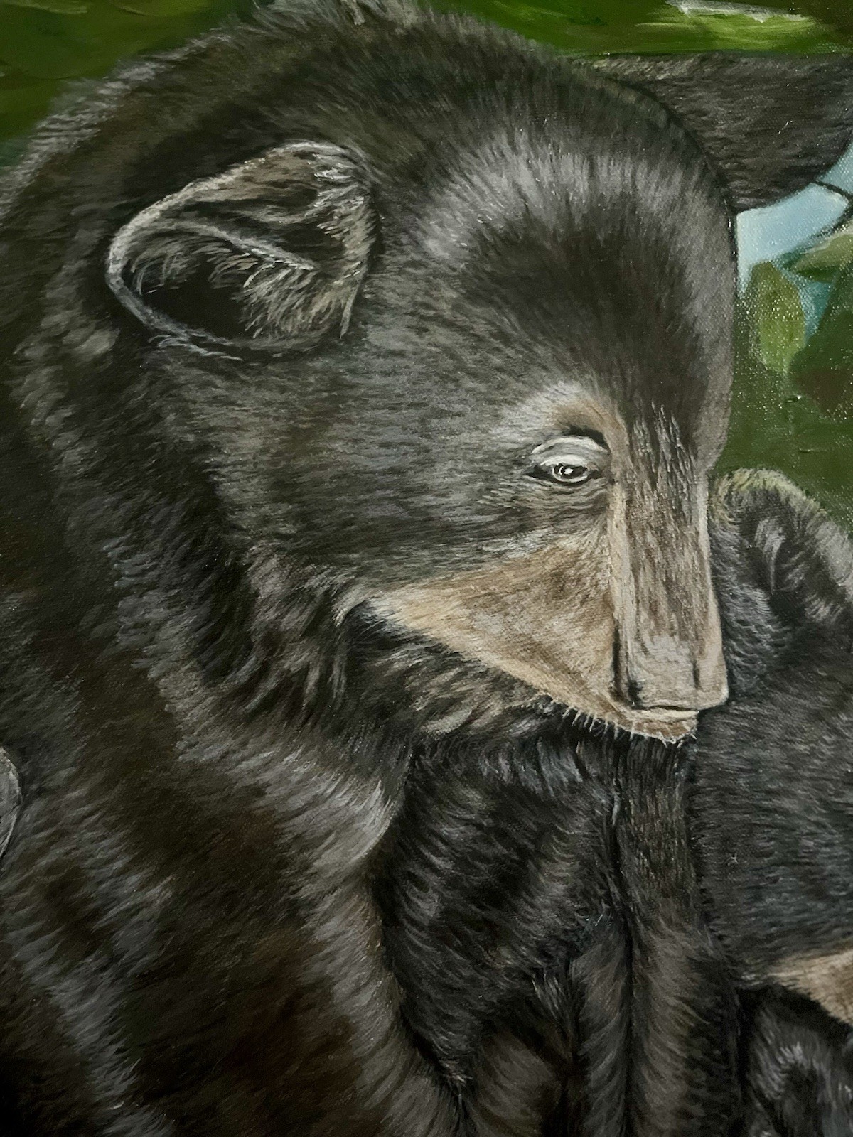 Black Bear Cubs