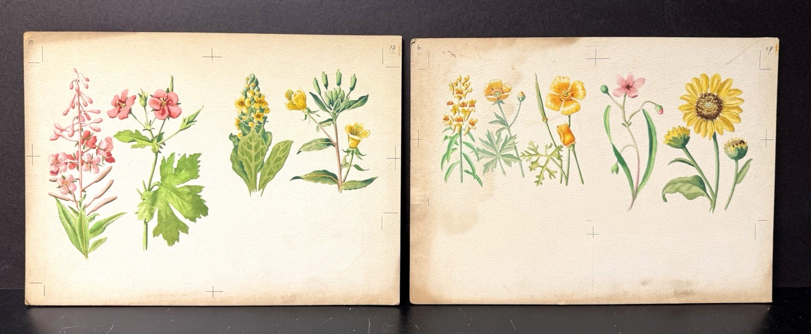2 Vint Orig Botanical/Flower Art Paintings, Mary Eaton Style, Unsigned, Unframed