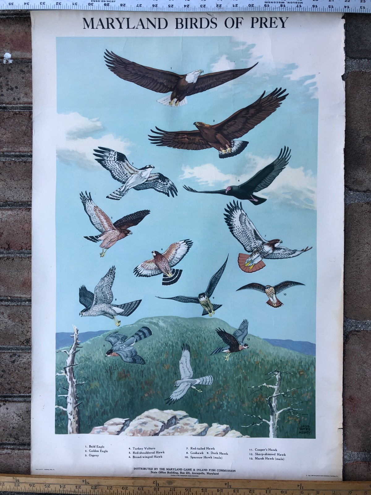 Vintage 1946 Maryland Game Fish Commission Bird Chart BIRDS OF PREY 20×30