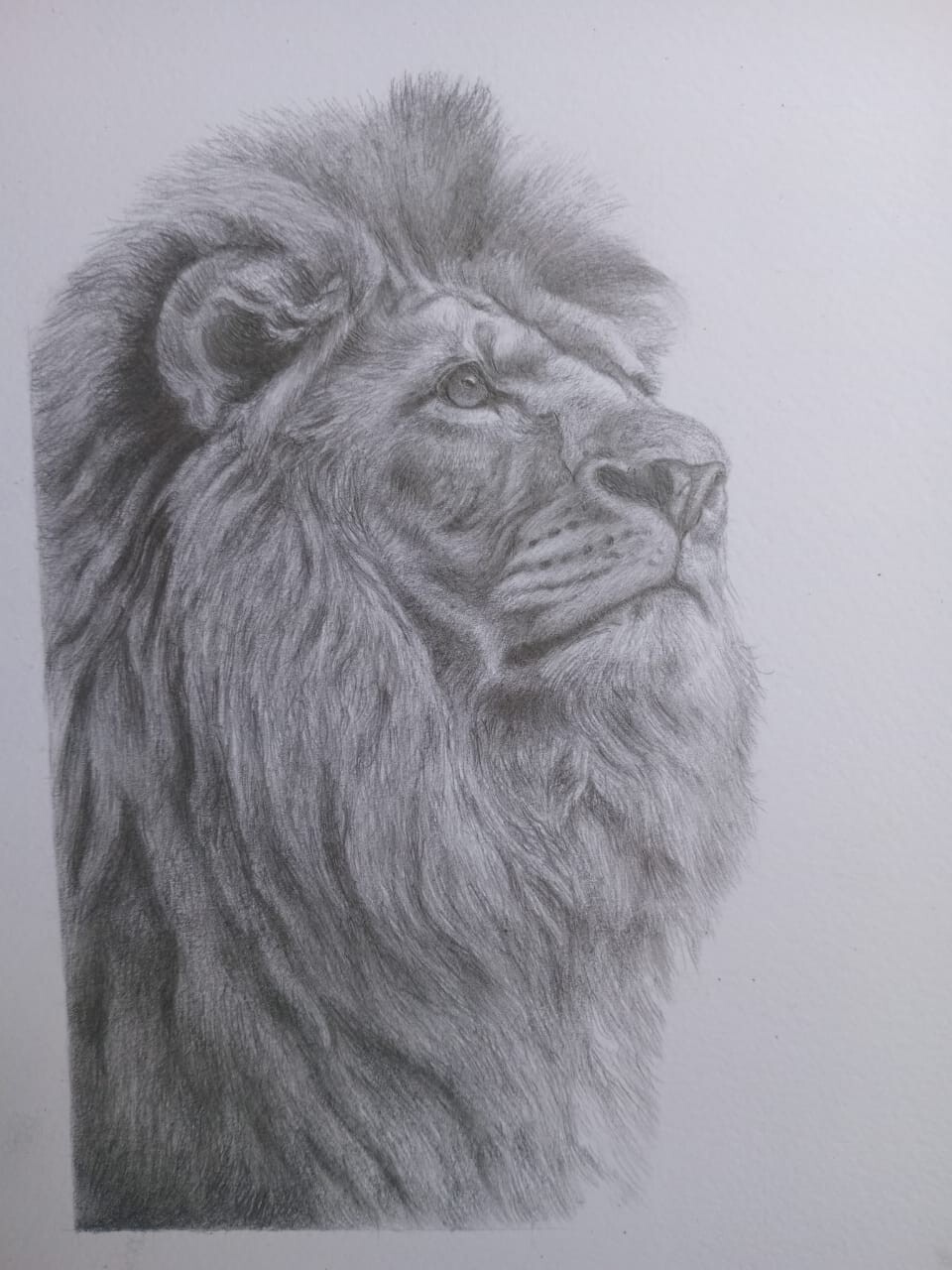 Majesty in Graphite – Hand-Made Lion Portrait ~ 8.3″ x 11.7″ UNFRAMED